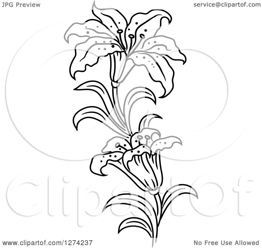Clipart of a Black and White Lily Flower Stem - Royalty Free Vector