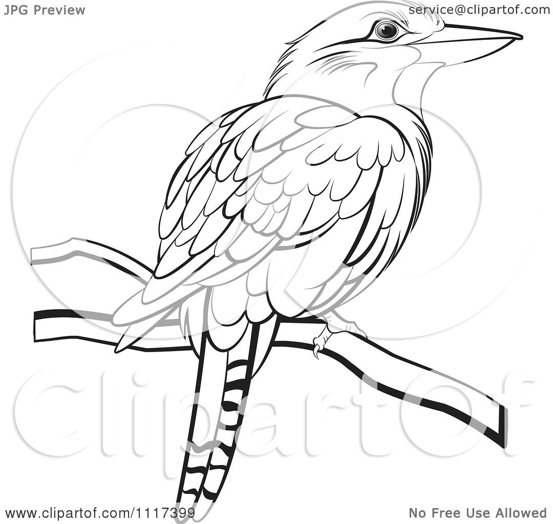 australian bird coloring pages - photo #17
