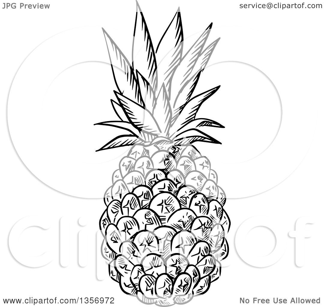 Clipart of a Black and White Sketched Pineapple - Royalty ...
