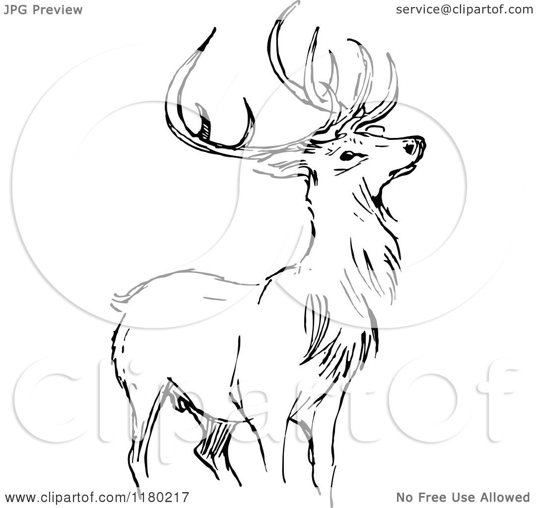 Clipart of a Black and White Sketched Stag Deer - Royalty Free Vector ...