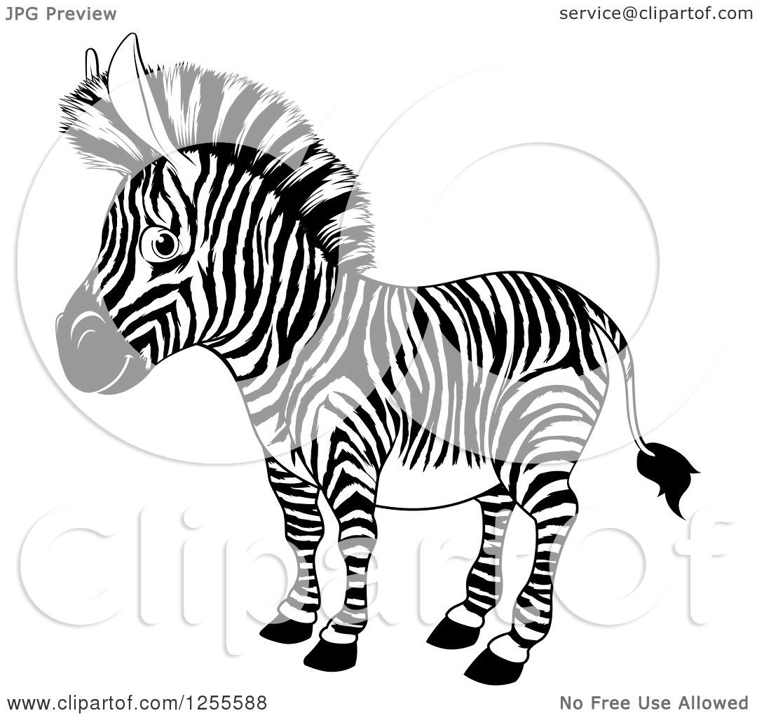 zebra cartoon black and