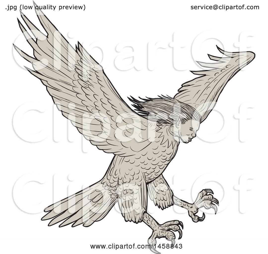 Clipart of a Flying Harpy Eagle, in Sketched Drawing Style