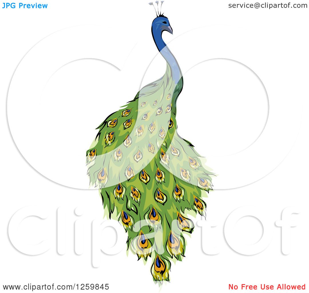 peacock vector illustration mascot design 26570895 Vector Art at