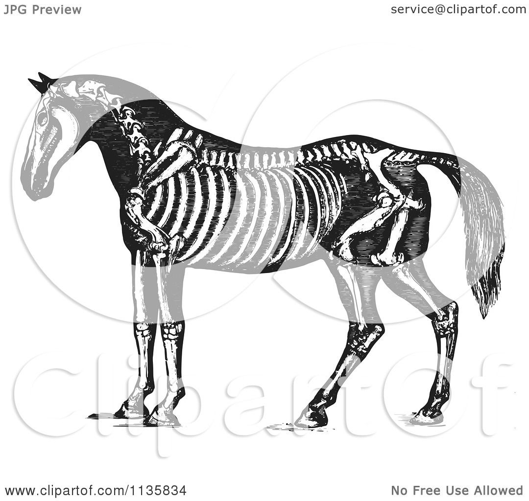 clipart horse skeleton - photo #9