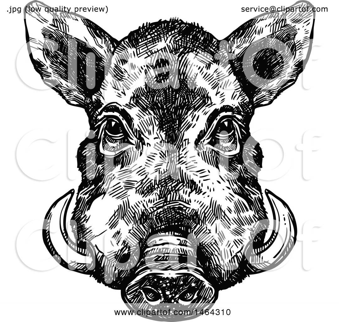 Clipart of a Sketched Black and White Boar - Royalty Free Vector