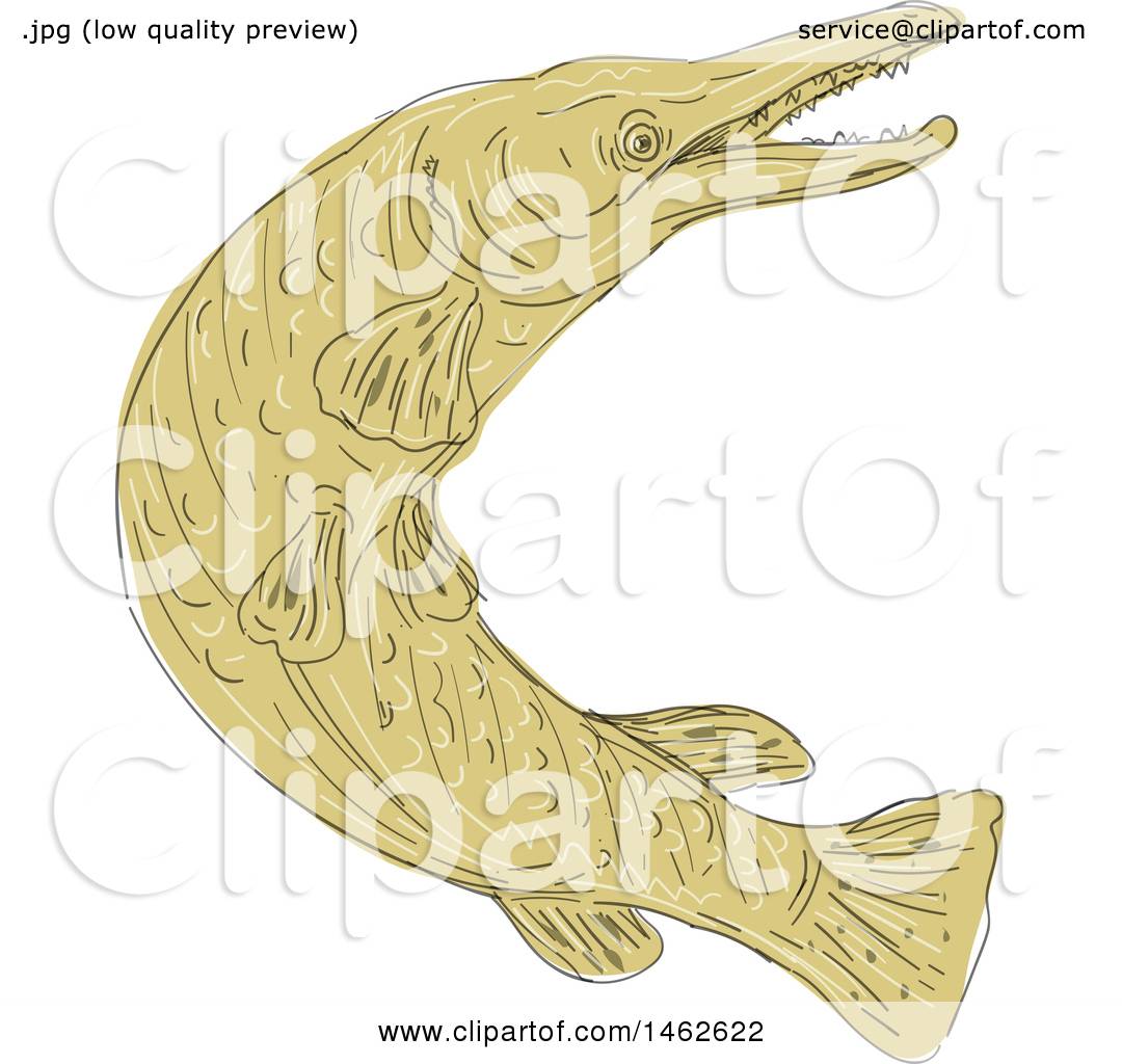 Download Clipart of a Swimming Alligator Gar Fish, in Drawing ...