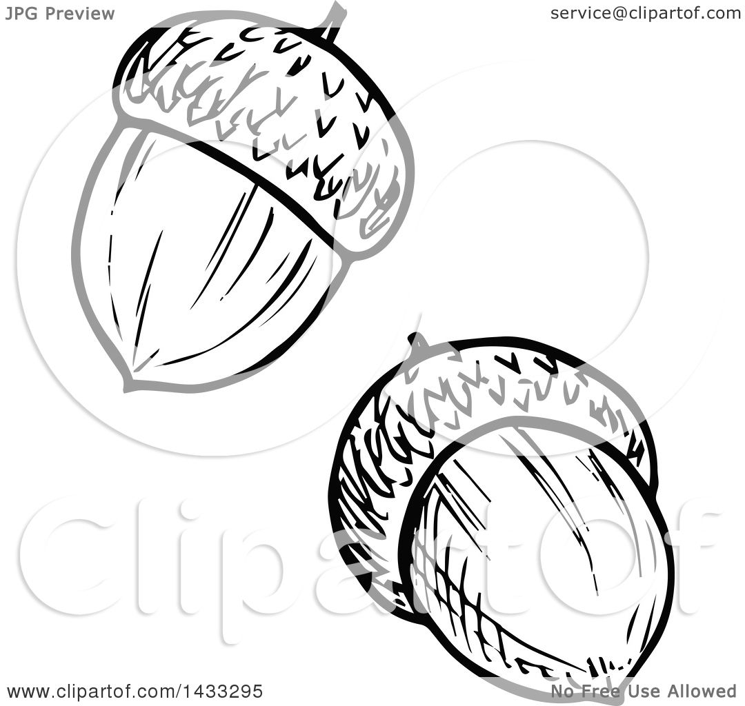 acorn drawing black and white