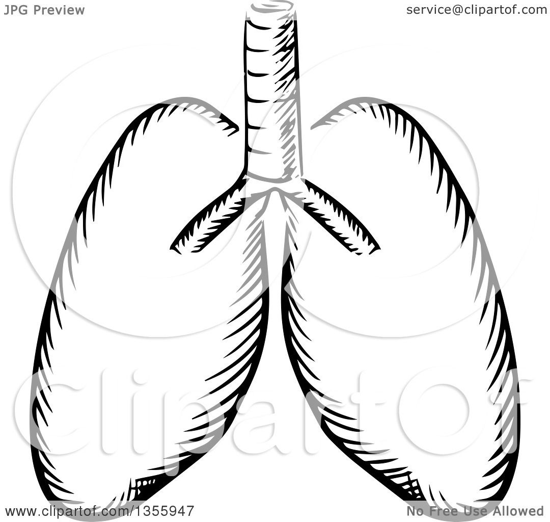 How to Draw Lungs  Steps to Create a Realistic Lungs Sketch