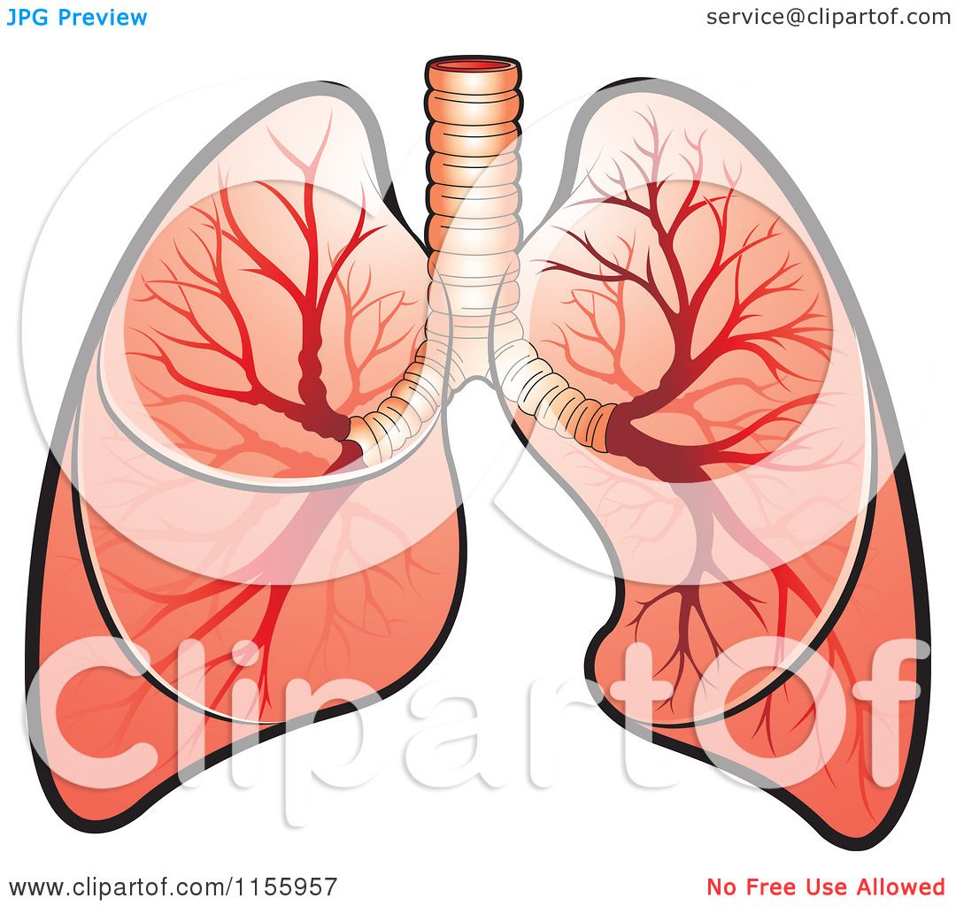 clipart human lungs - photo #15