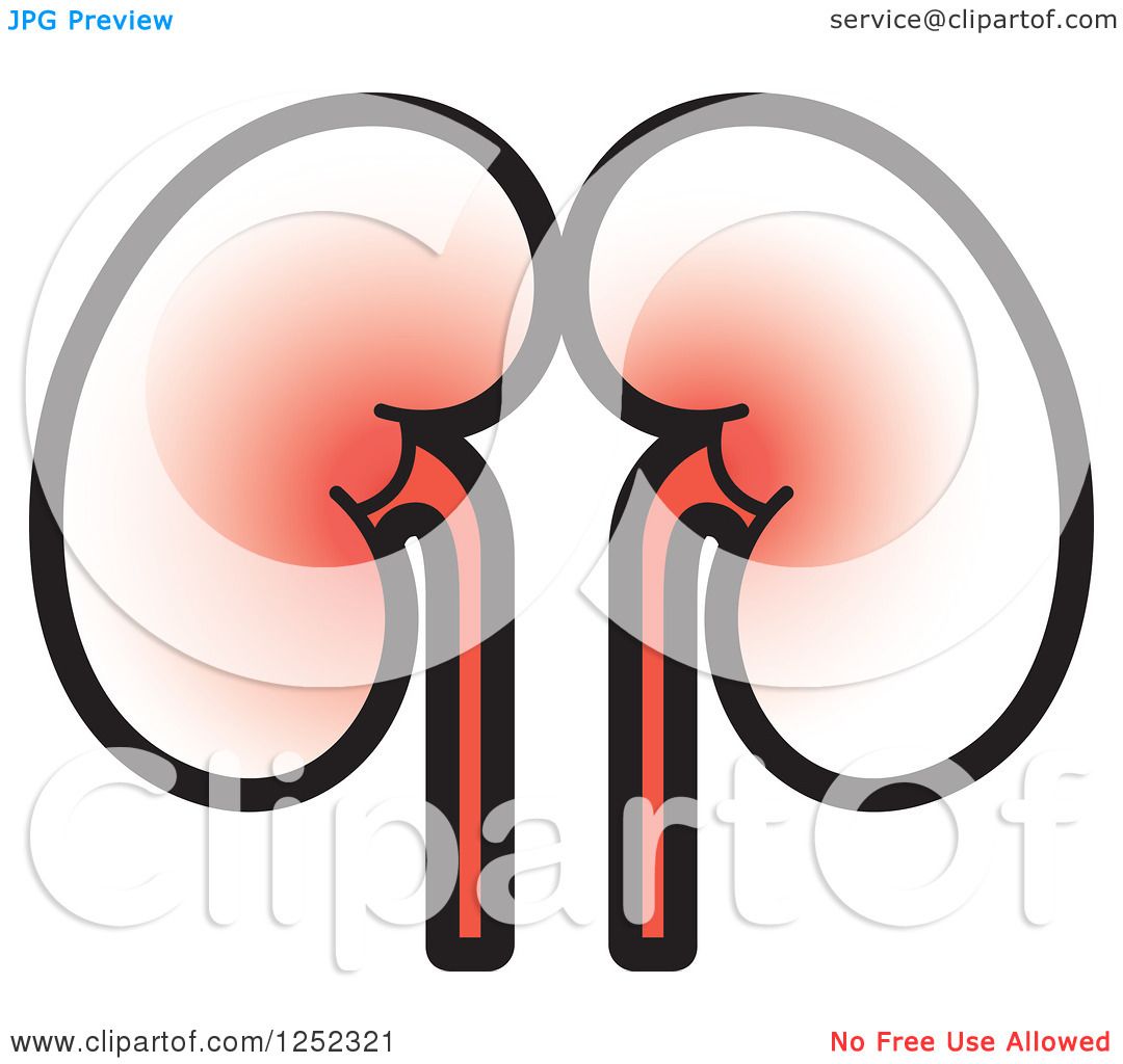 Clipart of Kidneys - Royalty Free Vector Illustration by Lal Perera