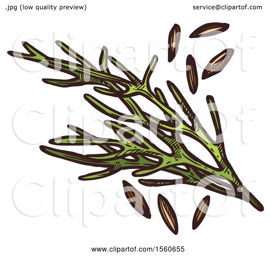 Clipart of Sketched Cumin - Royalty Free Vector Illustration by Vector