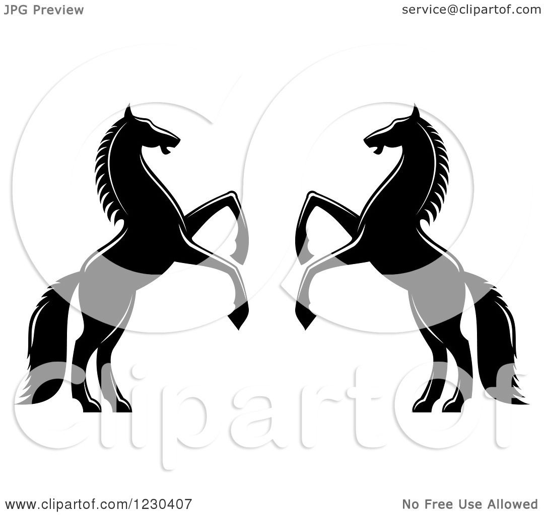 black and white horse rearing