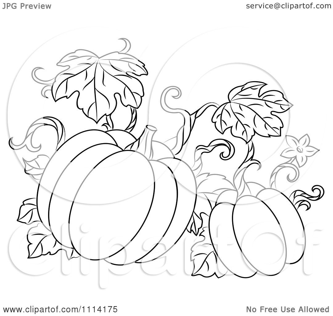 Clipart Outlined Pumpkin Vine - Royalty Free Vector Illustration by