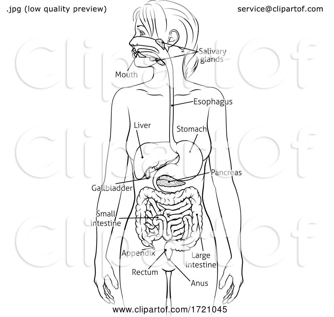 Human Digestive System Woman Anatomy Diagram BySexiezPix Web Porn