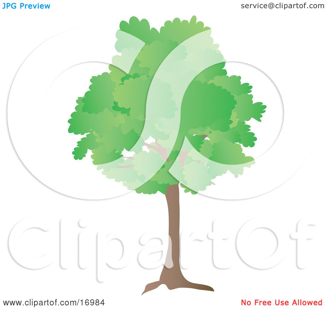 Oak Tree With Green Spring Or Summer Foliage Leaves ...