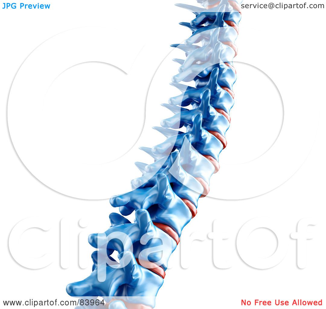 free clip art human spine - photo #23