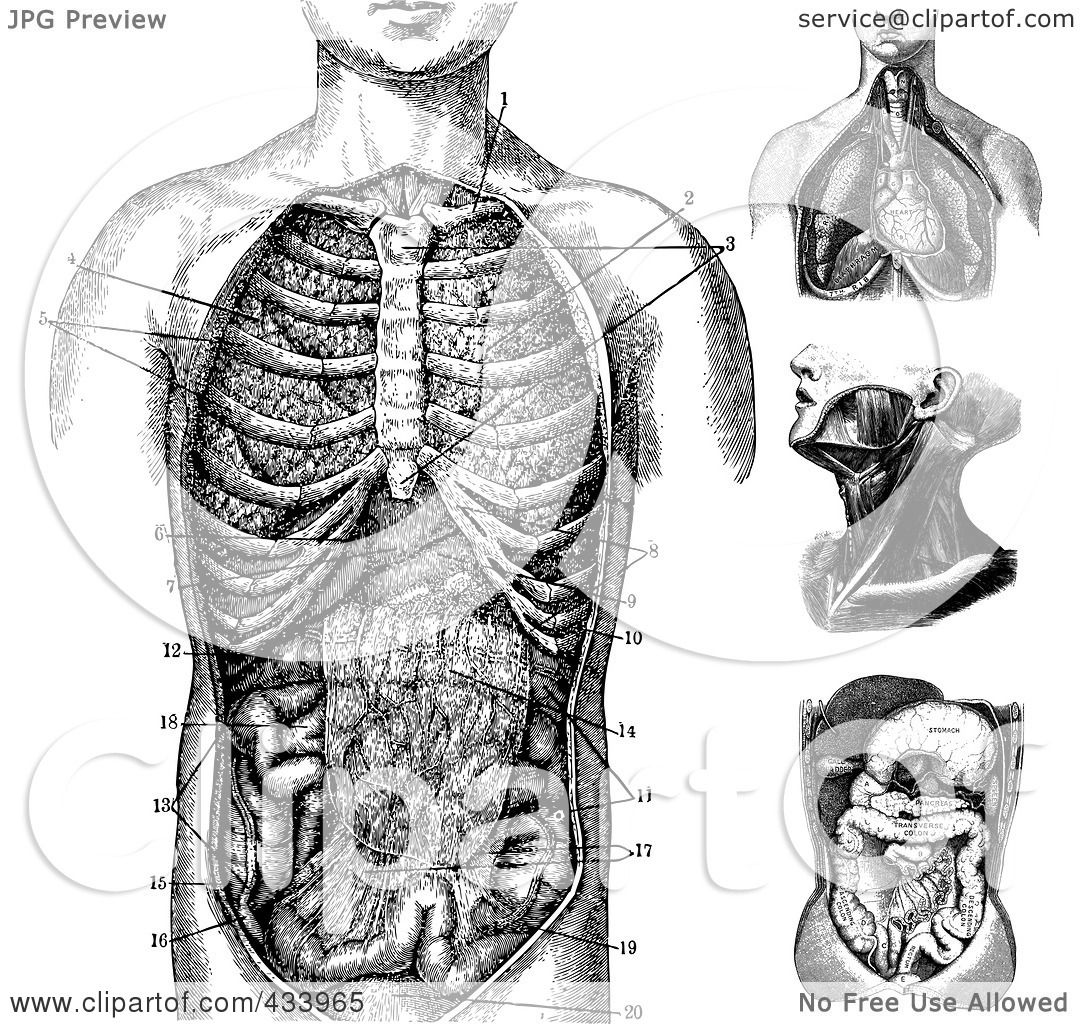 Vintage Anatomy Diagrams Black And White Antique Medical Illustration