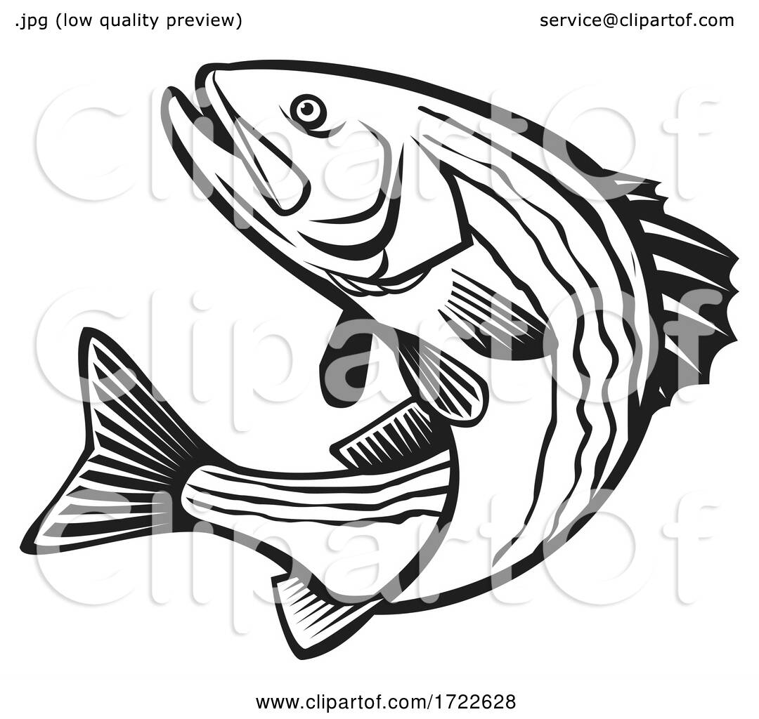 Striped Bass Morone Saxatilis, Atlantic Striped Bass Striper Linesider ...