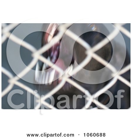 Aggressive Caged Black Dog Barking At The Animal Shelter - Royalty Free Stock Photo by Kenny G Adams