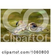 Bullfrog In A Pond Royalty Free Stock Photo