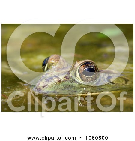 Bullfrog In A Pond - Royalty Free Stock Photo by Kenny G Adams