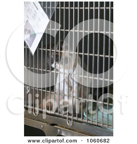 Caged Persion Cat For Adoption At The Animal Shelter - Royalty Free Stock Photo by Kenny G Adams
