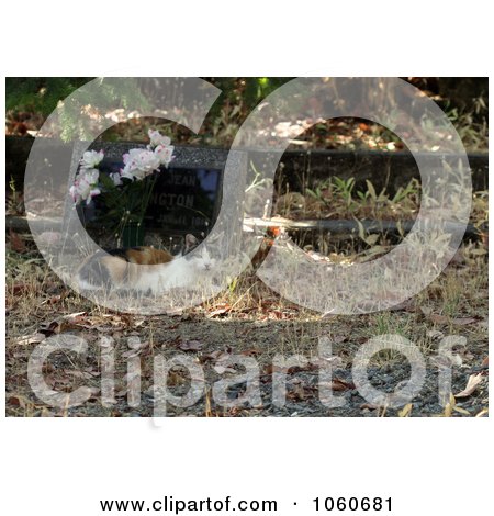 Feral Cat Laying Beside A Tombstone In A Cemetery - Royalty Free Stock Photo by Kenny G Adams