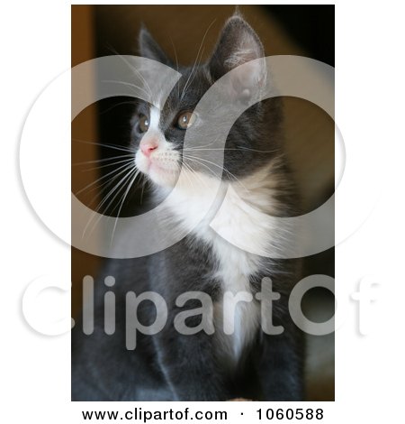 Gray and White Kitten Looking Outside Stock Photo by Kenny G Adams