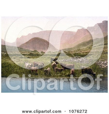 Historical Cows Drinking From a Lake Near a Green Pasture and Mountains in England - Royalty Free Stock Photography  by JVPD