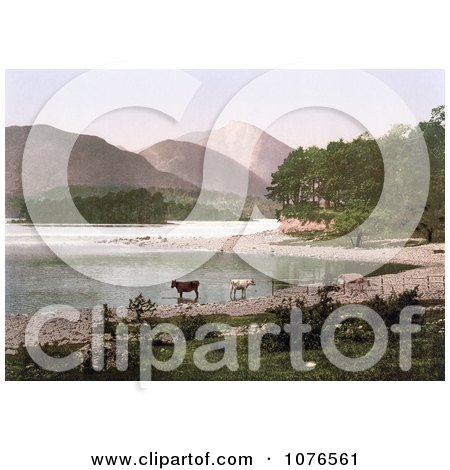 Historical Cows Wading in the Water, Derwent Water, Lake District, England - Royalty Free Stock Photography  by JVPD