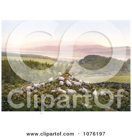 Historical Sheep Grazing in a Hilly Pasture Near a Lake in England - Royalty Free Stock Photography  by JVPD