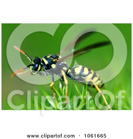 Macro Photo Of Yellow Jacket Wasp On Scotch Moss - Royalty Free Stock Photography by Kenny G Adams