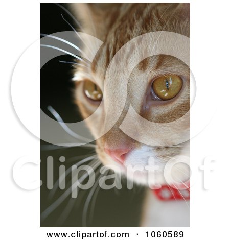 Orange Cat Face Portrait Stock Photo by Kenny G Adams