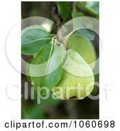 Pear Growing From A Tree Royalty Free Stock Phot by Kenny G Adams