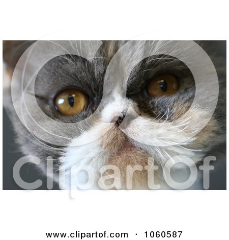 Persian Cat Face Stock Photo by Kenny G Adams