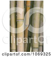 Phot Of Thick Bamboo Stalks Royalty Free Plant Stock Photography by Kenny G Adams
