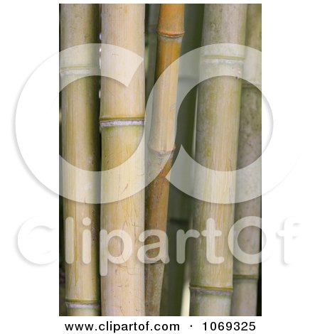Phot of Thick Bamboo Stalks - Royalty Free Plant Stock Photography by Kenny G Adams