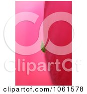 Photo Of An Aphid Crawling On A Pink Tulip Royalty Free Flower Stock Photography by Kenny G Adams