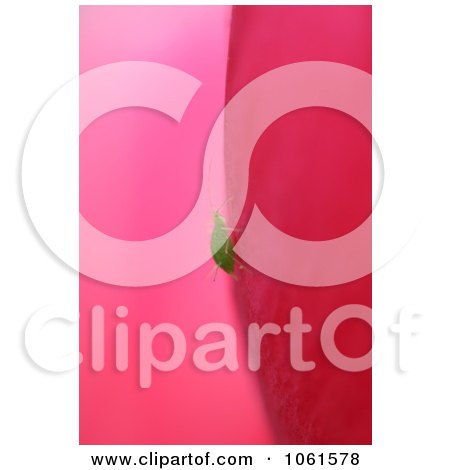 Photo Of An Aphid Crawling On A Pink Tulip - Royalty Free Flower Stock Photography by Kenny G Adams