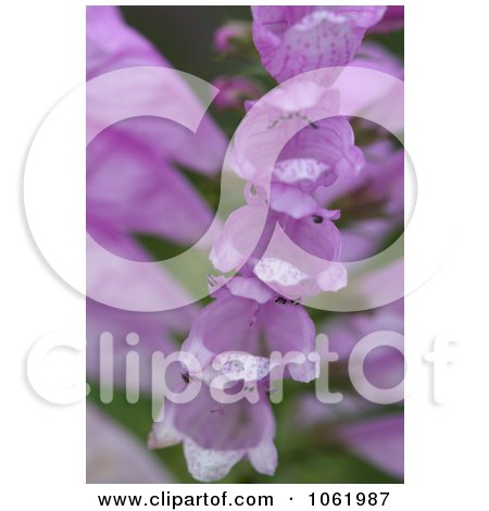 Photo Of Foxglove Stalk Full of Bell-shaped Blooms - Royalty Free Flower Stock Photography by Kenny G Adams