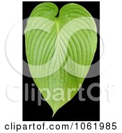 Photo Of Green Plant Leaf Royalty Free Stock Photography by Kenny G Adams