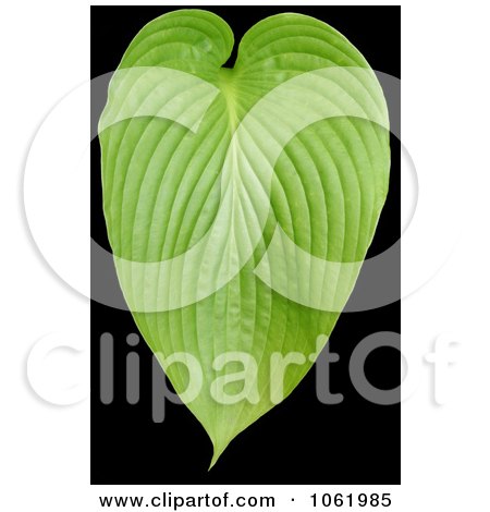 Photo Of Green Plant Leaf - Royalty Free Stock Photography by Kenny G Adams