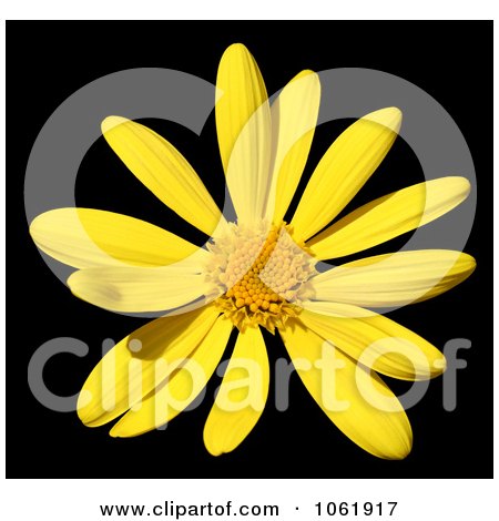Photo Of Yellow Daisy - Royalty Free Flower Stock Photography by Kenny G Adams