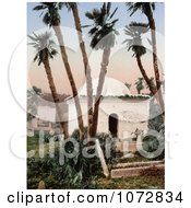 Photochrom Of A Chapel Under Palm Trees At A Cemetery Algeria Royalty Free Historical Stock Photography by JVPD