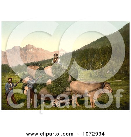 Photochrom of a Cow Pulling a Cart of Hay in Switzerland - Royalty Free Historical Stock Photography by JVPD