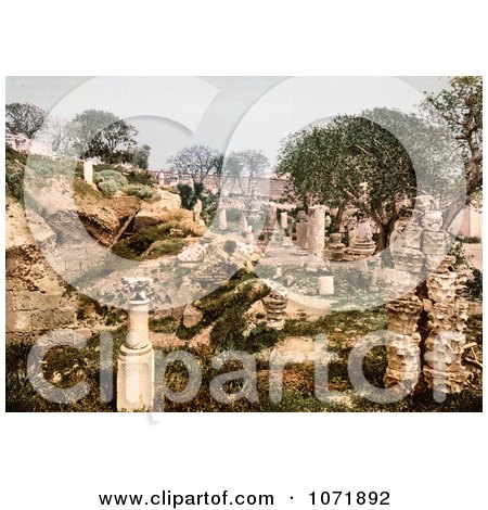 Photochrom of a Garden in the Ruins of Carthage, Tunisia - Royalty Free Historical Stock Photo by JVPD