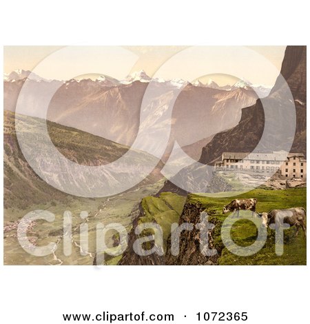 Photochrom of Cows by Gemmi Hotel - Royalty Free Historical Stock Photography by JVPD