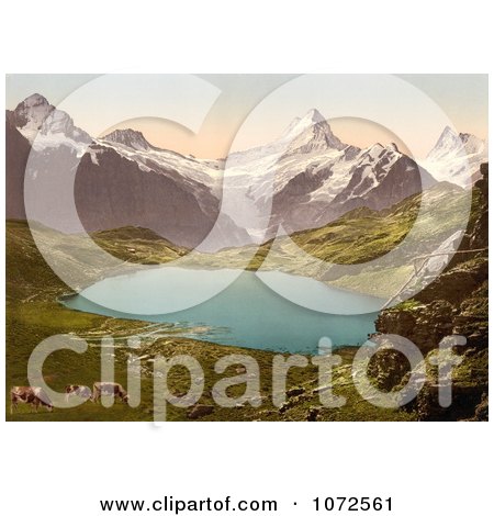 Photochrom of Cows Grazing by Pond and Bernese Alps - Royalty Free Historical Stock Photography by JVPD