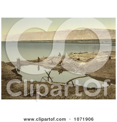 Photochrom of Driftwood and Puddle on the Shore of the Dead Sea - Royalty Free Historical Stock Photo by JVPD