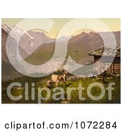 Photochrom Of Farmers Milking A Cow In Switzerland Royalty Free Historical Stock Photography by JVPD
